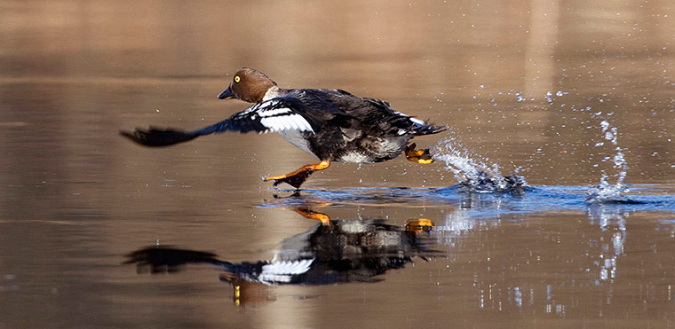 Week in wildlife: A Goldeneye runs on the surface of a river 