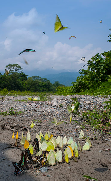 Week in wildlife: Butterflies at the Buxa National Park in Alipurduar, India