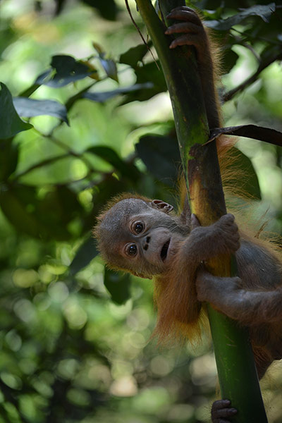 Week in wildlife: an endangered six month old male baby orangutan 