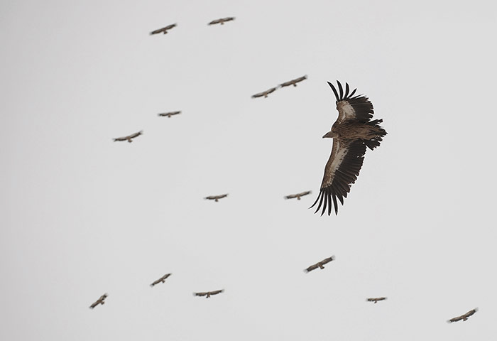 Week in wildlife: Eurasian Griffon vultures