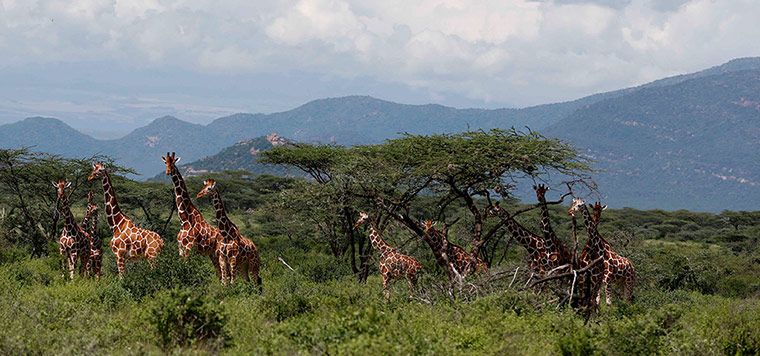 Download this Group Giraffes The Samburu National Reserve Kenya picture