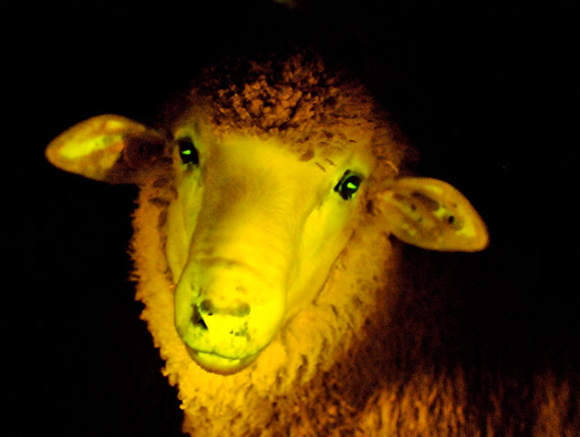 20 Photos: A lamb with an incorporated gene making it glow under ultraviolet light