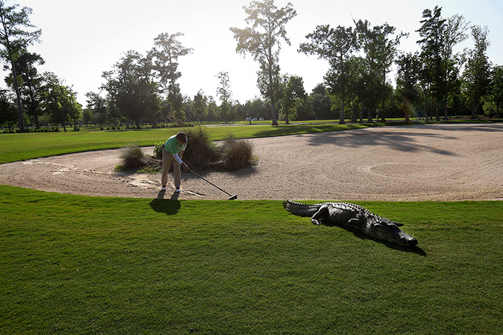 20 Photos: An alligator crossed through a sand trap at the Avondale golf course