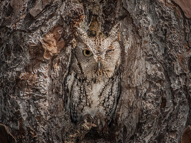 20 Photos: An eastern screech owl amouflaged in the hollow of a tree in Georgia, USA