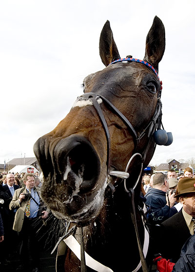 best of the week: Sprinter Sacre at Punchestown Races