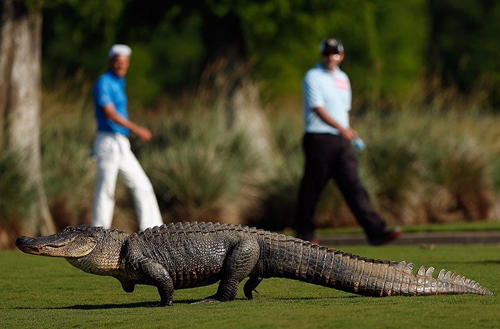 best of the week: Giant alligator at the Zurich Classic at TPC Louisiana