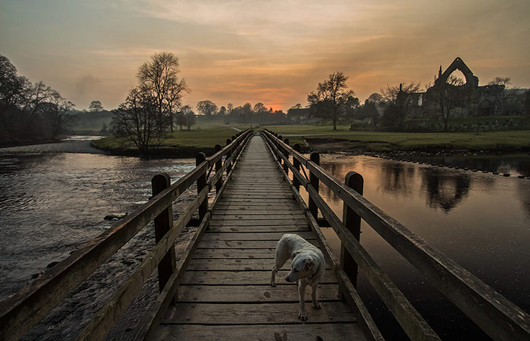 Your Pictures - Crossings: colour shot of dog on a bridge 