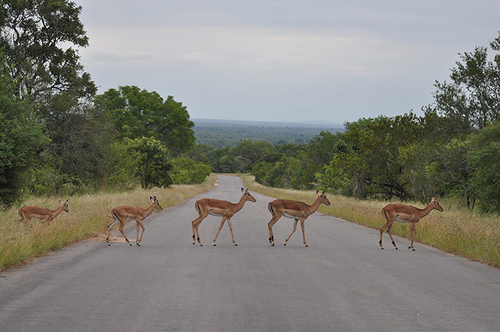 Your Pictures - Crossings: deer crossing country road in single file