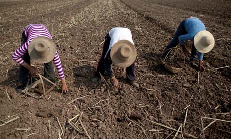 Cotton pickers China