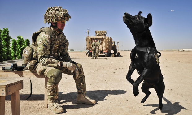 Corporal Marc Lawson of the RAF Police, from Malvern takes a break to play with his Arms Explosive Search Dog, Mister, a black Labrador in Camp Bastion, Afghanistan
