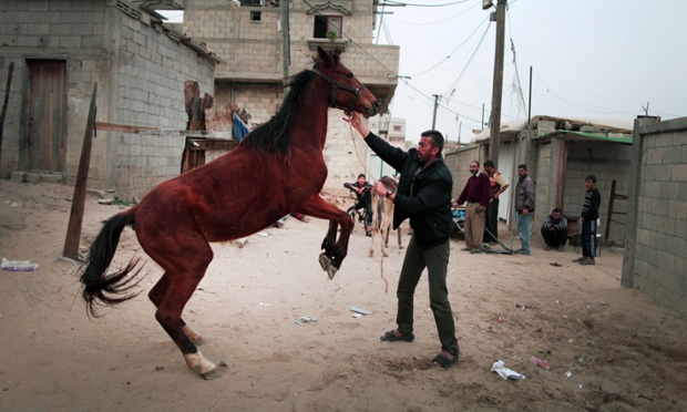 A member of the al-Aqra family leads one of his work horses along a street close to his home in the Deir al-Balah Palestinian refugee camp, situated along the Mediterranean coast in the central Gaza Strip. The Aqra family, who originated from what is today southern Israel and moved to the Gaza Strip as refugees with the creation of the Jewish state in 1948, are members of the Quraan tribe. They have always been known as horse traders and breeders, renting out their services for the local transportation of goods and occasionally people, charging the equivalent of six or seven US dollars a day.