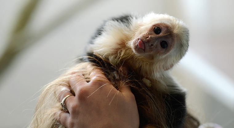 24 hours: Munich, Germany: A capuchin monkey belonging to singer Justin Bieber