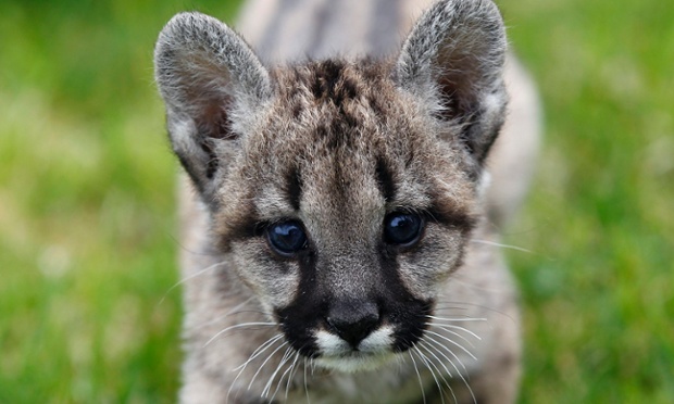 As I strolled down the road to get my egg & cress sandwich I thought, that's enough death and destruction. It's time for a gratuitous, cute, fluffy animal photo. Here's one. It's Valentina, a female baby puma, at the Attica Zoological Park, in Athens, Greece.