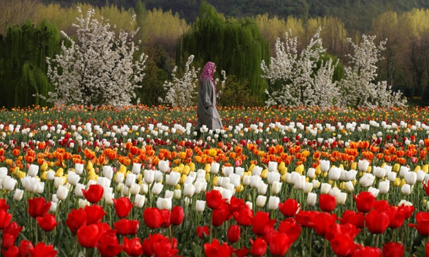 Good news story alert! A Kashmiri woman walks at a tulip garden on the outskirts of Srinagar, India. Kashmir, known for its mountains, lakes, forests and moderate weather was one of Asia's most popular tourist destinations until a Muslim separatist rebellion broke out in the region at the end of 1989 which according to officials has claimed more than 60,000 lives. With the situation improving, many tourists have started returning to Kashmir.
