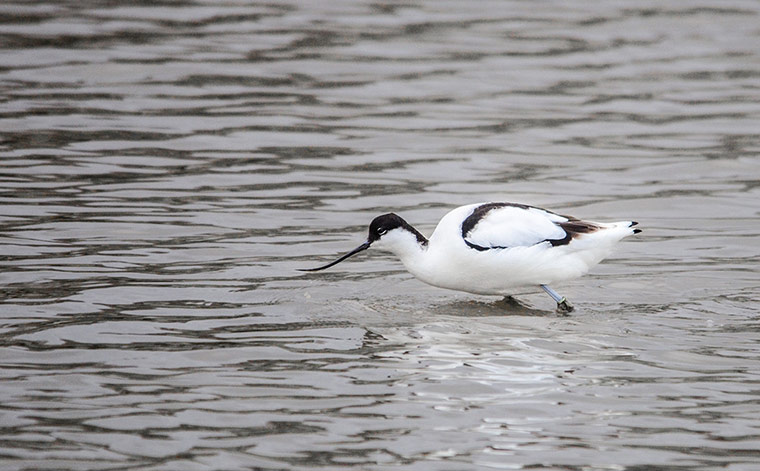 Green shoots: March 2013 on migratory birds