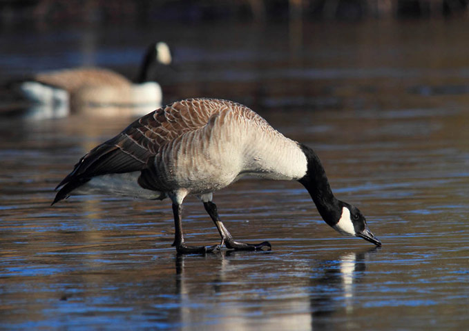 Green shoots: March 2013 on migratory birds