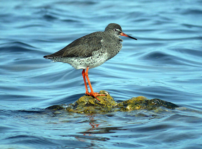 Green shoots: March 2013 on migratory birds