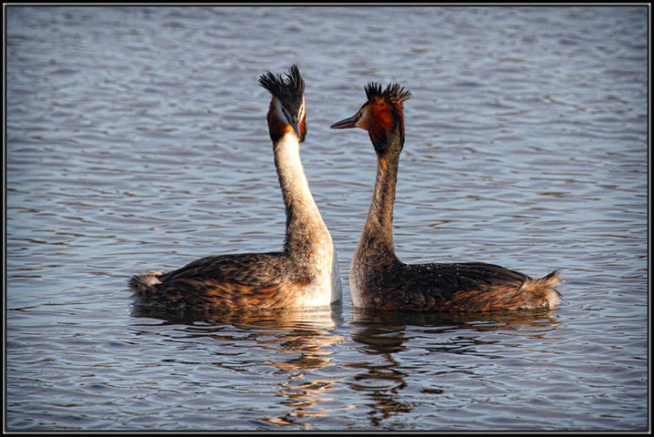 Green shoots: March 2013 on migratory birds