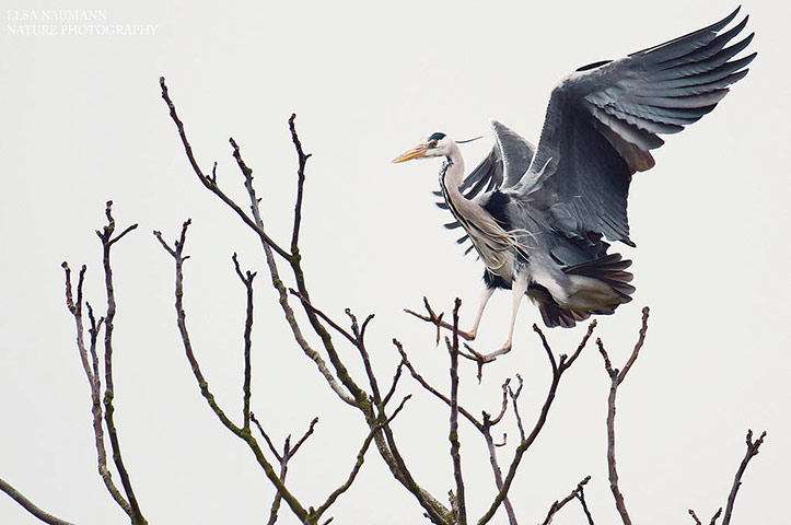 Green shoots: March 2013 on migratory birds