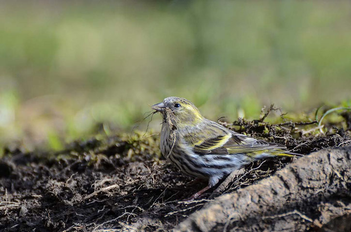 Green shoots: March 2013 on migratory birds