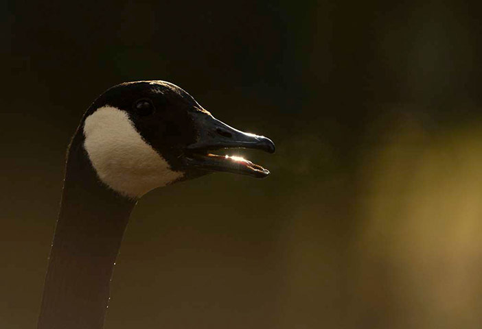 Green shoots: March 2013 on migratory birds