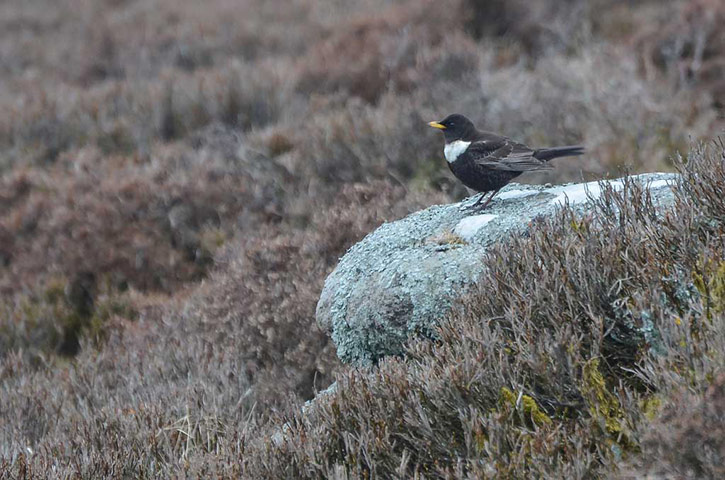 Green shoots: March 2013 on migratory birds