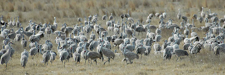 Green shoots: March 2013 on migratory birds