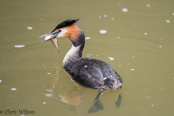 Green shoots: March 2013 on migratory birds