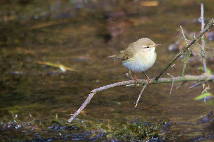 Green shoots: March 2013 on migratory birds