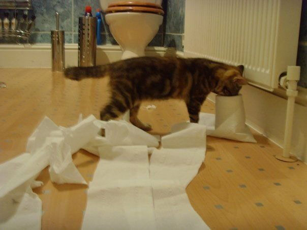 Top pets: cats: Top pets: cats