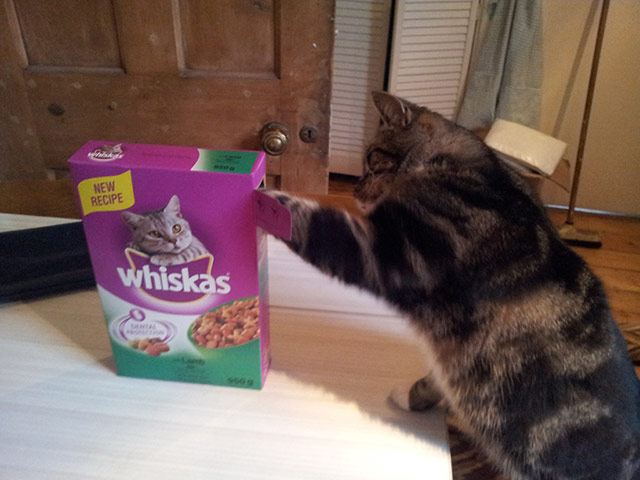 Top pets: cats: Top pets: cats