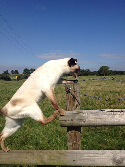 Top pets: cats: Top pets: cats