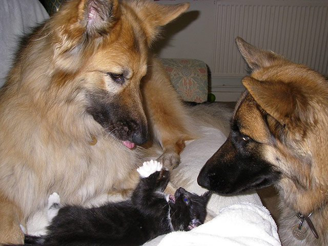 Top pets: cats: Top pets: cats