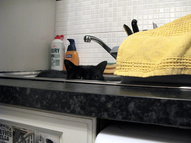 Top pets: cats: Top pets: cats