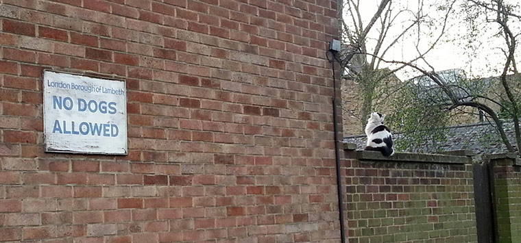 Top pets: cats: Top pets: cats