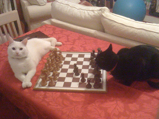 Top pets: cats: Top pets: cats