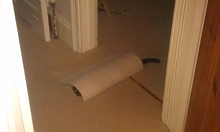 Top pets: cats: Top pets: cats