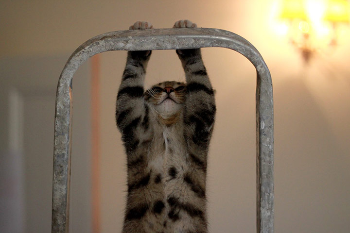 Top pets: cats: Top pets: cats