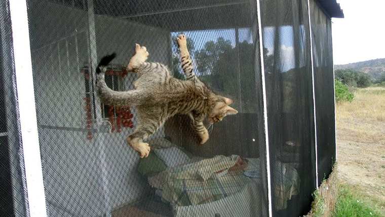 Top pets: cats: Top pets: cats