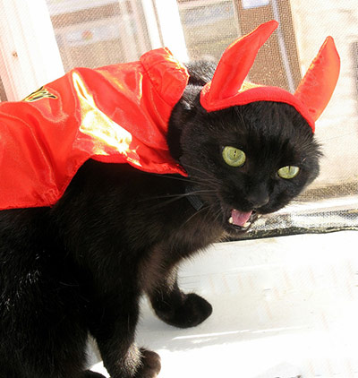 Top pets: cats: Top pets: cats