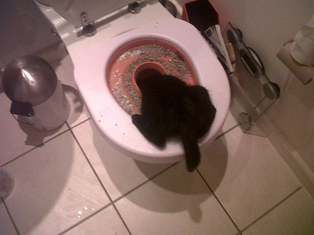 Top pets: cats: Top pets: cats