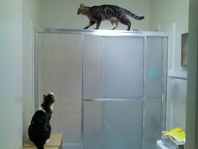 Top pets: cats: Top pets: cats