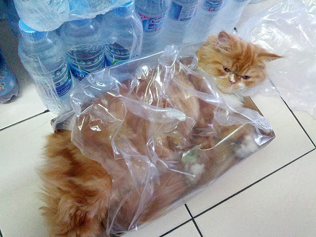 Top pets: cats: Top pets: cats