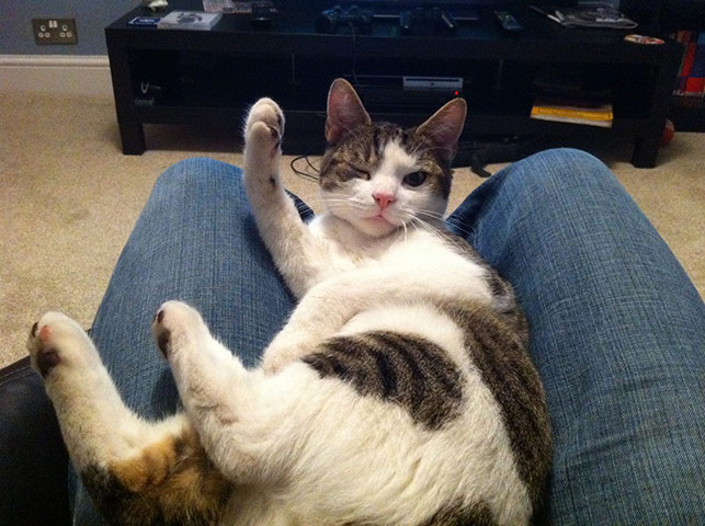 Top pets: cats: Top pets: cats