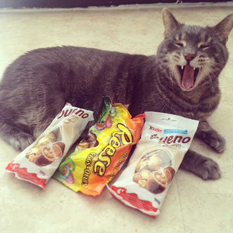 Top pets: cats: Top pets: cats