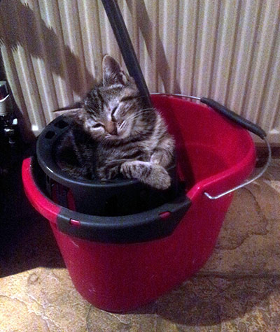 Top pets: cats: Top pets: cats