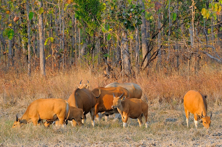 Greater Mekong: Banteng herd, epl, Mondulkiri, Cambodia