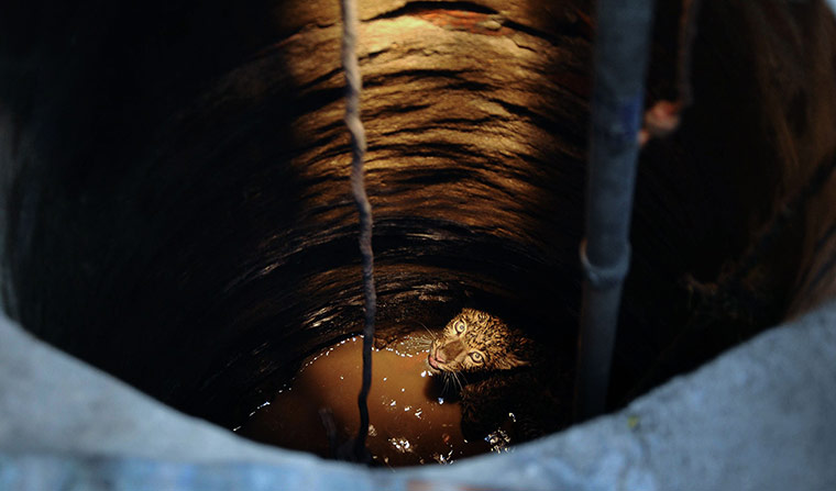 Week in wildlife: A leopard (Panthera pardus) looks up from within a well in Guwahati