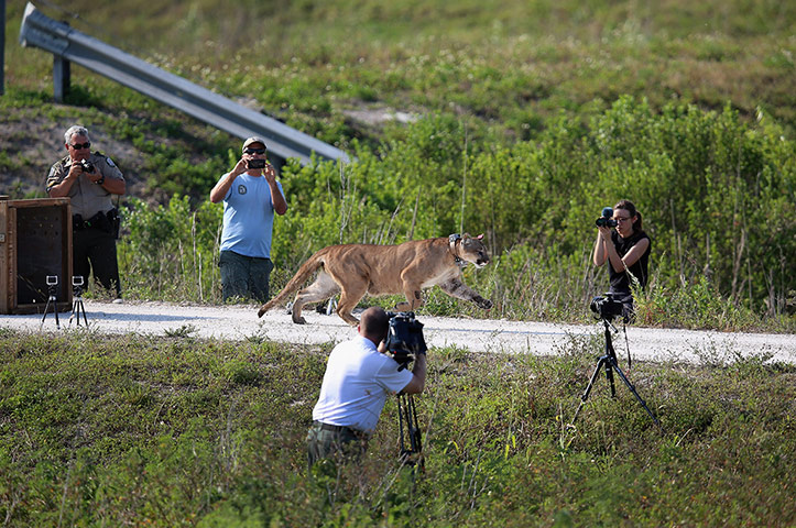 Week in wildlife: Florida Wildfire Biologists Release Panther Into The Wild