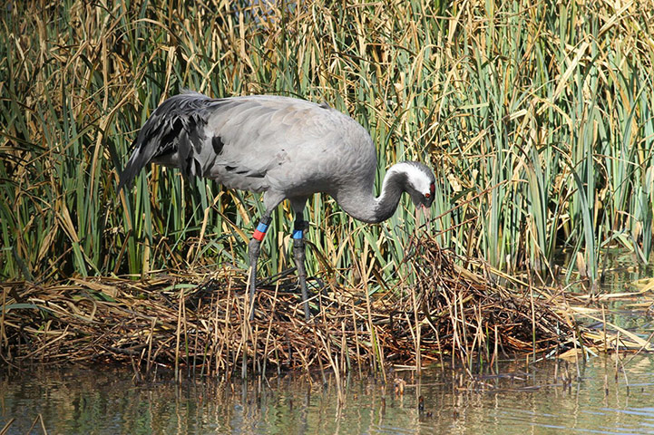 Week in wildlife: Cranes nest in southern England